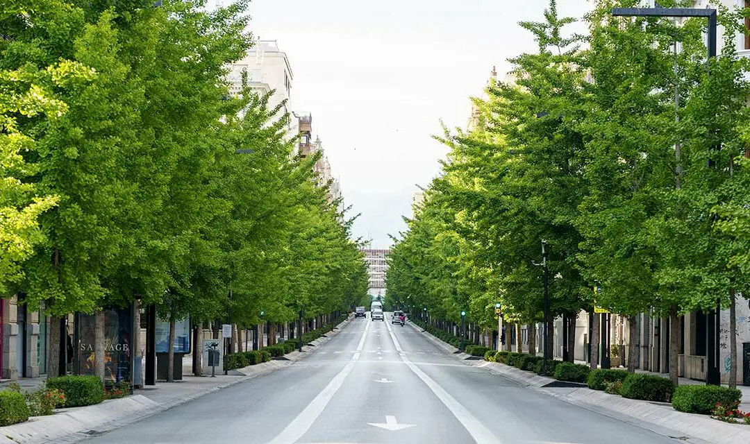 Die Anwendung der Methode Koch bei Baum- und Strauchschäden